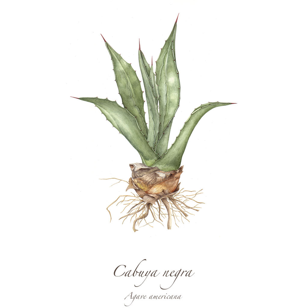 Cabuya Negra Print