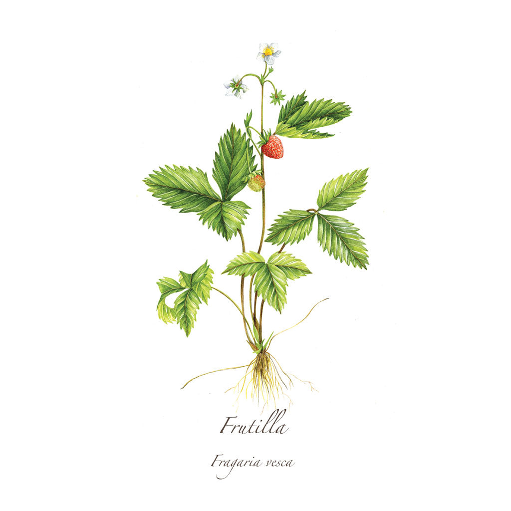 Frutilla Print