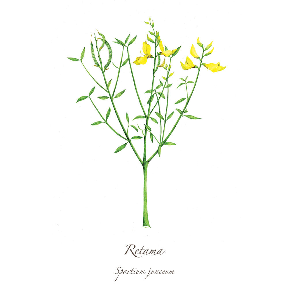 Retama Print