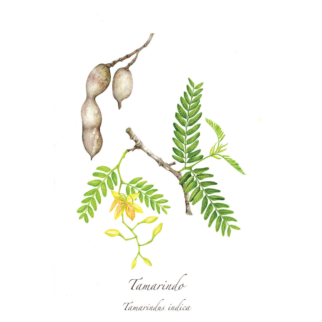 Tamarindo Print