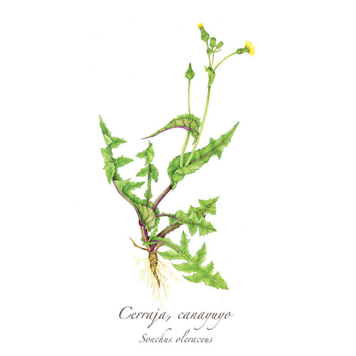 Cerraja Print