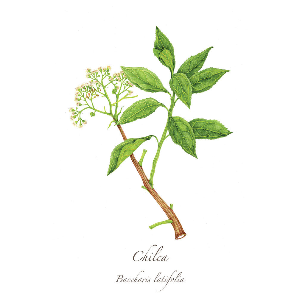 Chilca Print