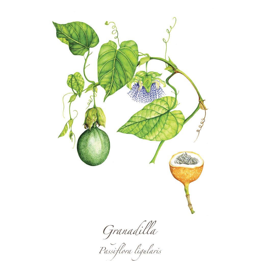 Granadilla Print