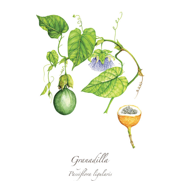 Granadilla Print