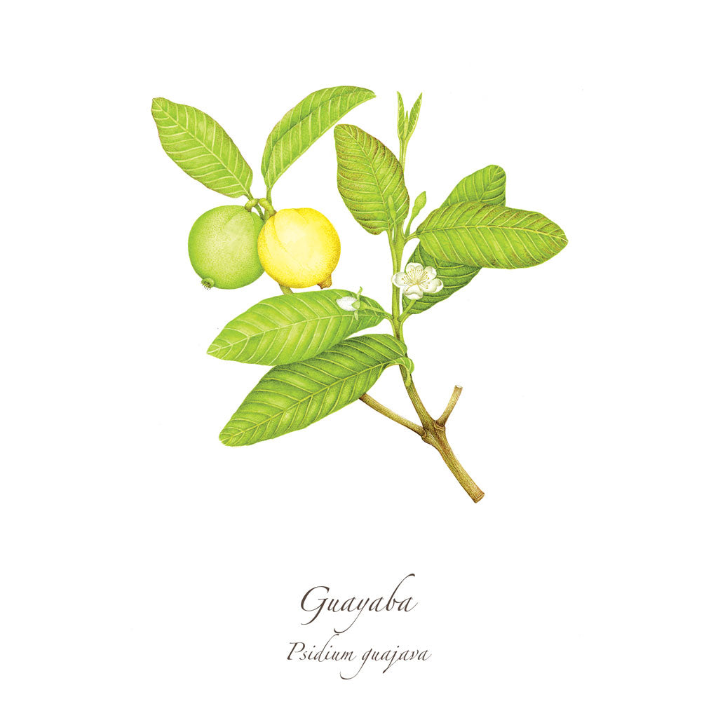 Guayaba Print