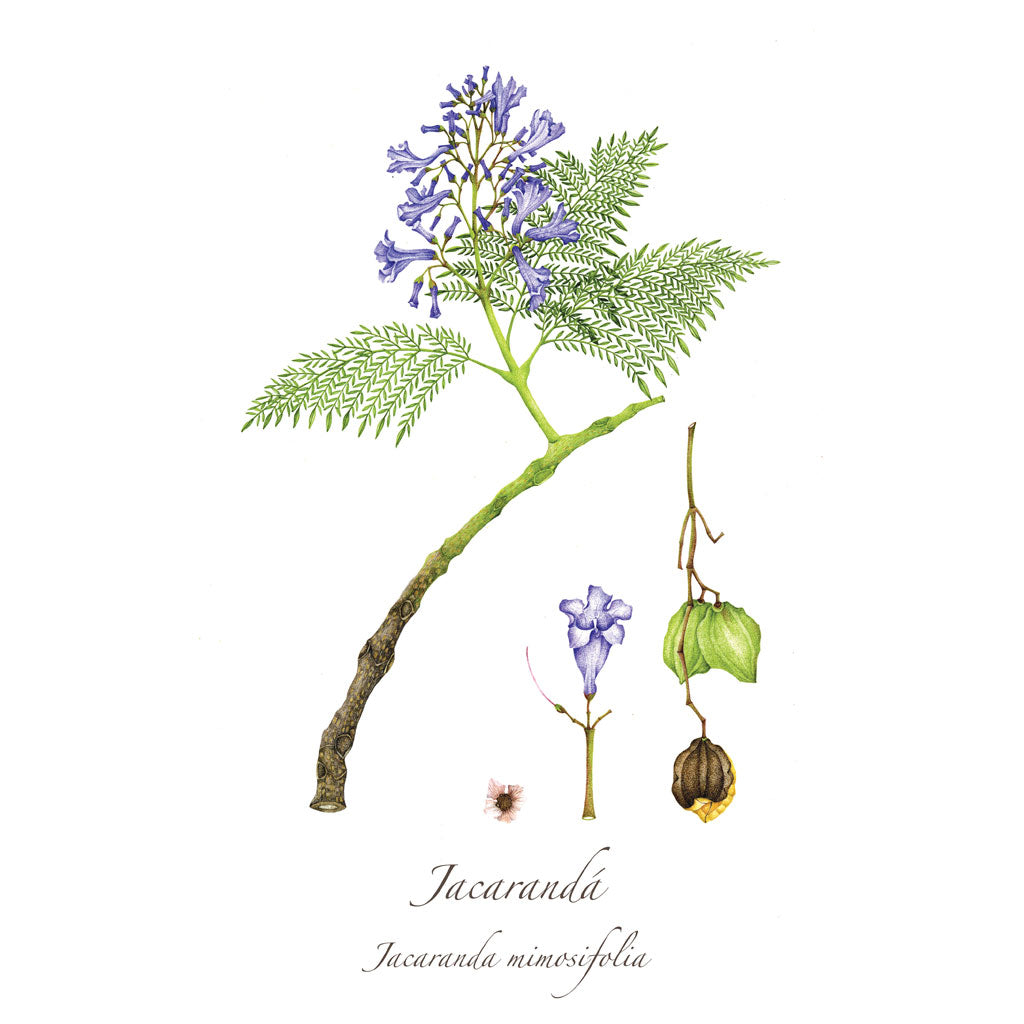 Jacaranda Print