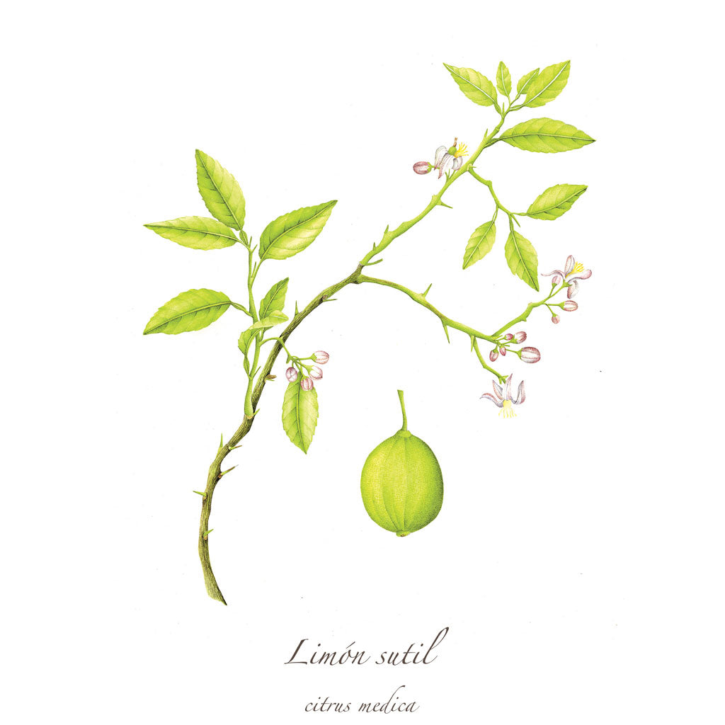 Limón Sutil Print