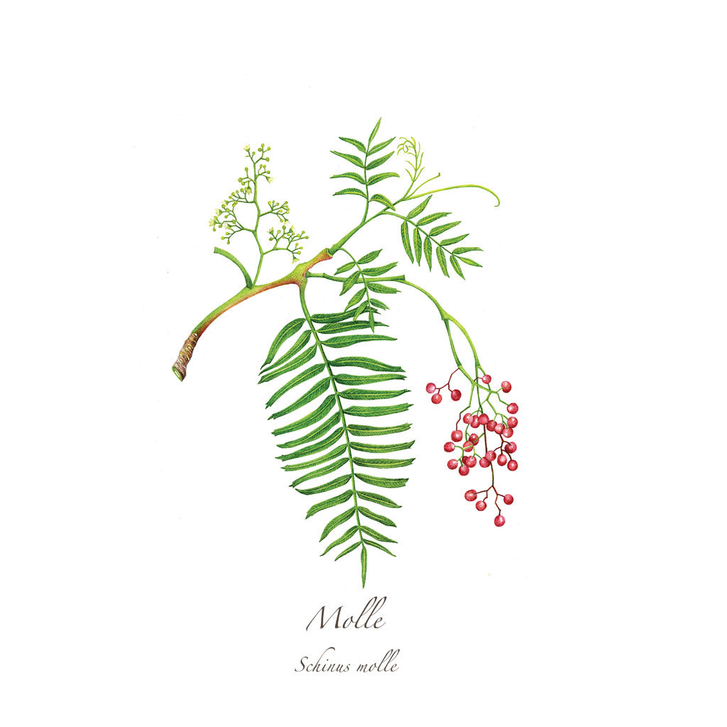 Molle Print