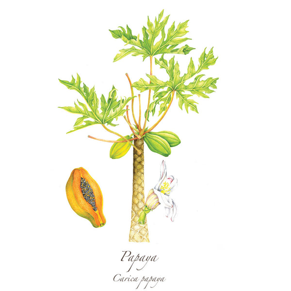 Papaya Print