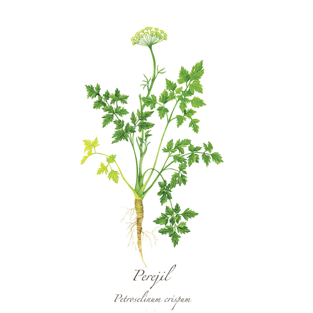 Perejil Print