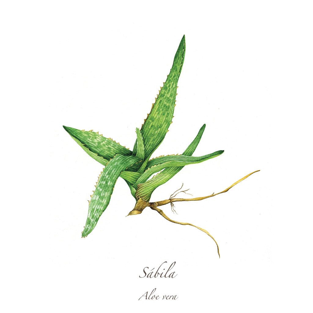 Sabila Print
