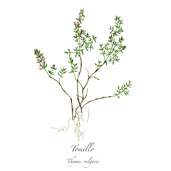 Tomillo Print